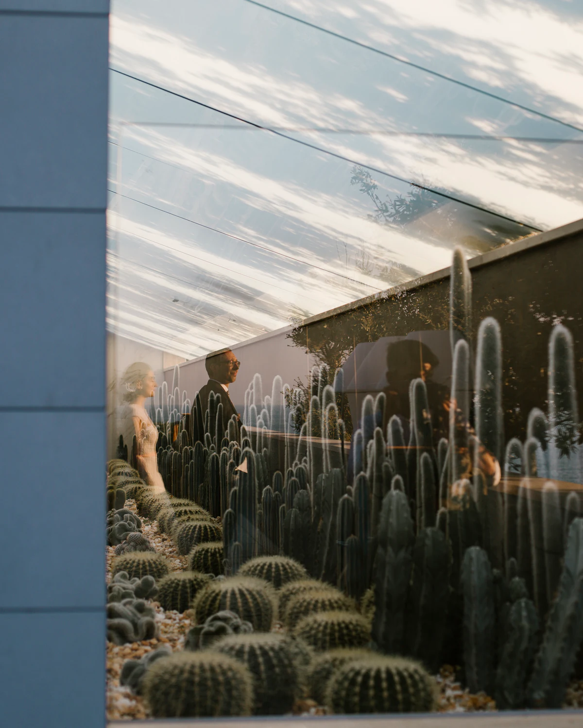 Cacti in a glasshouse, reflected in the glass